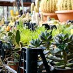 vente de plantes